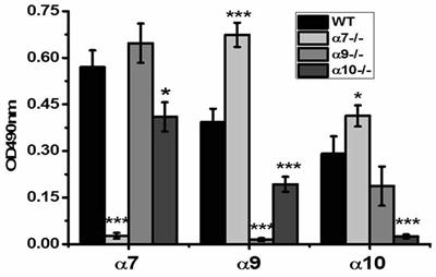 Nicotinic Acetylcholine Receptor α9 and α10 Subunits Are Expressed in the Brain of Mice